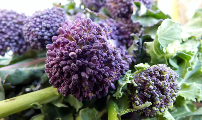 broccoletti viola verdura cibo natura