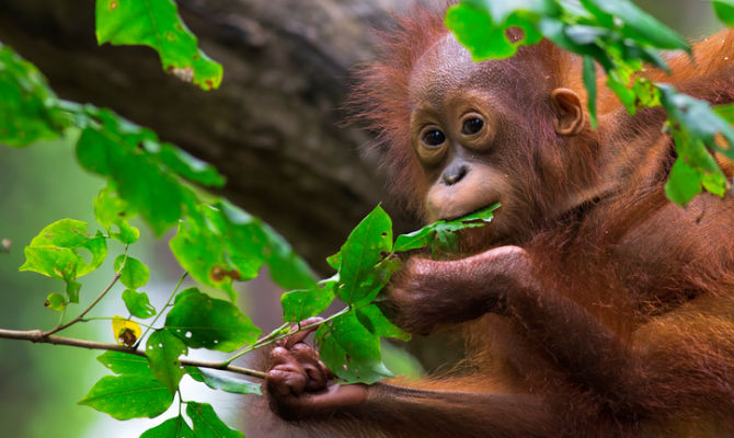 Orango nel Sabah