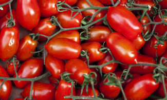 Campania, il pomodoro DOP che diventa salsa 