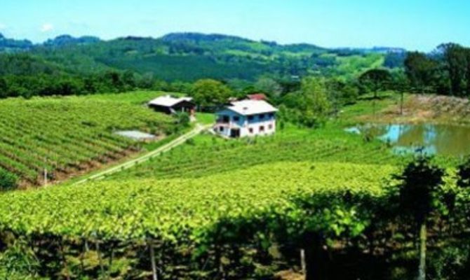 Brasile valle del vino