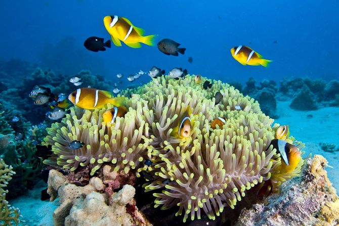 11 Grande barriera corallina