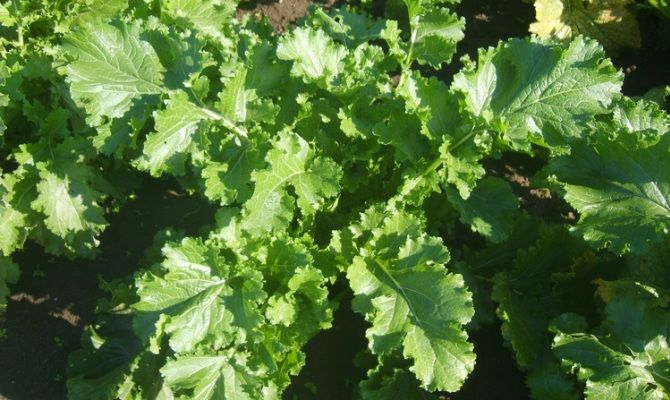 broccoli paternopoli ortaggi verdura