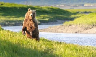 Alaska, il teschio dell'orso polare leggendario