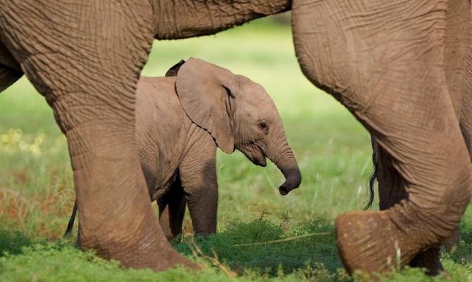 Elefanti africani