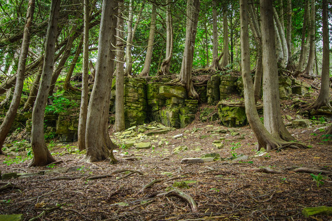 La Foresta preistorica
