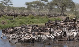 Tanzania, le grandi migrazioni del Parco Serengeti 
